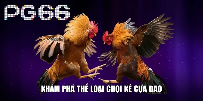 Khám phá thể loại chọi kê cựa dao