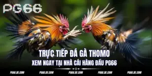 truc-tiep-da-ga-thomo