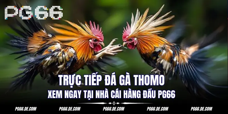 truc-tiep-da-ga-thomo