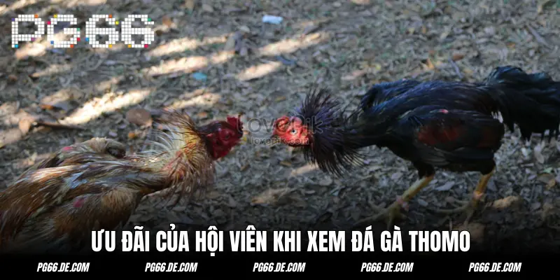 Ưu đãi và quyền lợi độc quyền khi xem đá gà trực tiếp Thomo